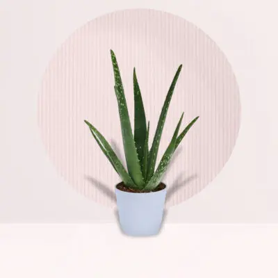 Green Oasis Aloe Vera Plant