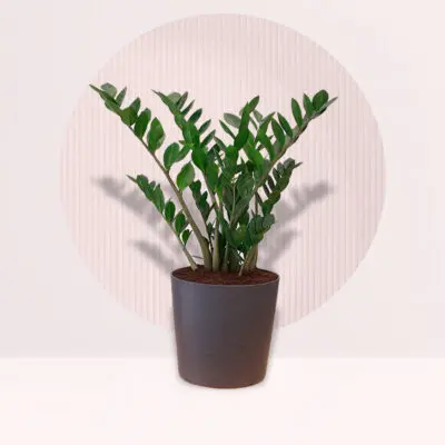 Zamioculcas Zamiifolia