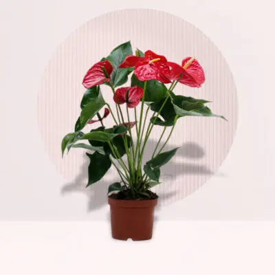 Anthurium Red Plant