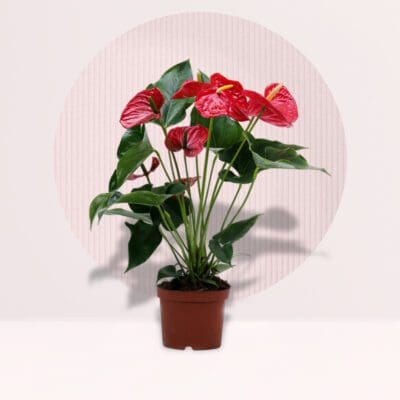 Anthurium Red Plant