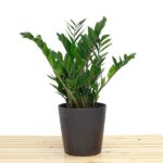 order zamioculcas plant online