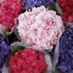 Purple and Pink Hydrangeas (3)