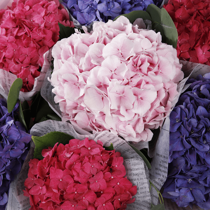 Purple and Pink Hydrangeas (3) Purple and Pink Hydrangeas