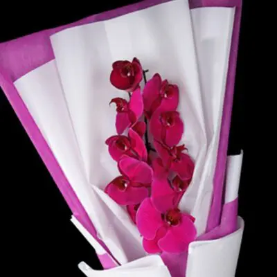Single Stem Purple Phalaenopsis - Cut Flowers