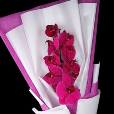 Single Stem Purple Phalaenopsis - Cut Flowers