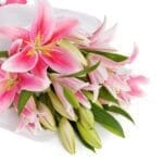 Treasured Pink Lilies (1)