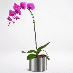 shop phalaenopsis orchid pot