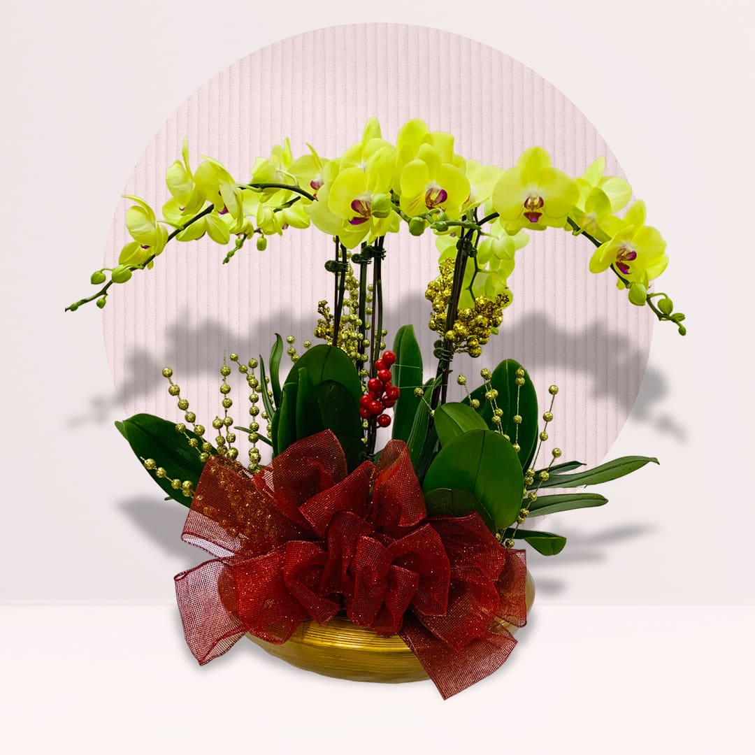 1 order christmas phalaenopsis orchid plant online