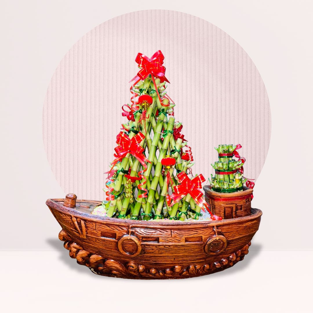 33 order bamboo lucky plant online