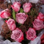 sweet-pink-rose-serenity-2026_04