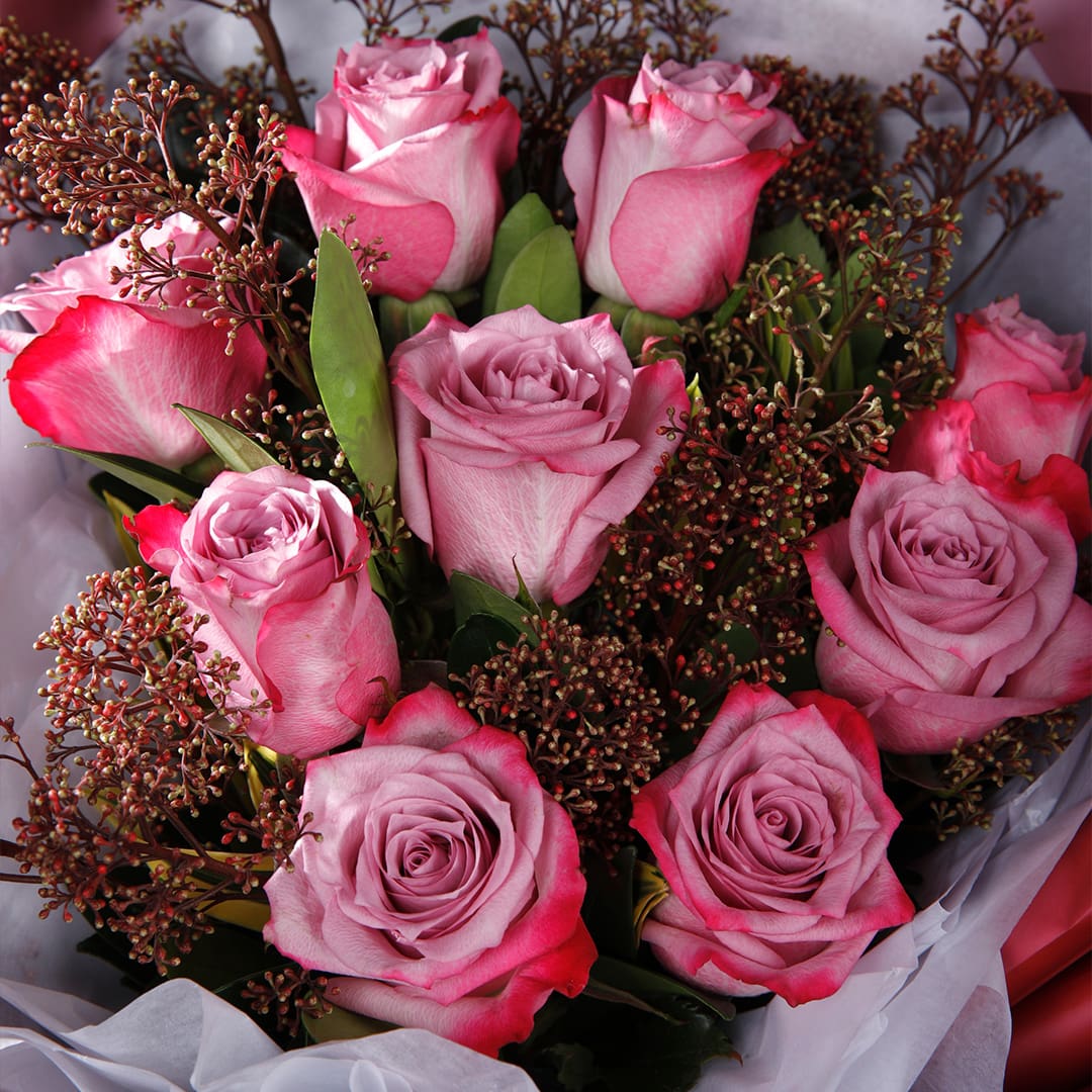 sweet-pink-rose-serenity-2026_04