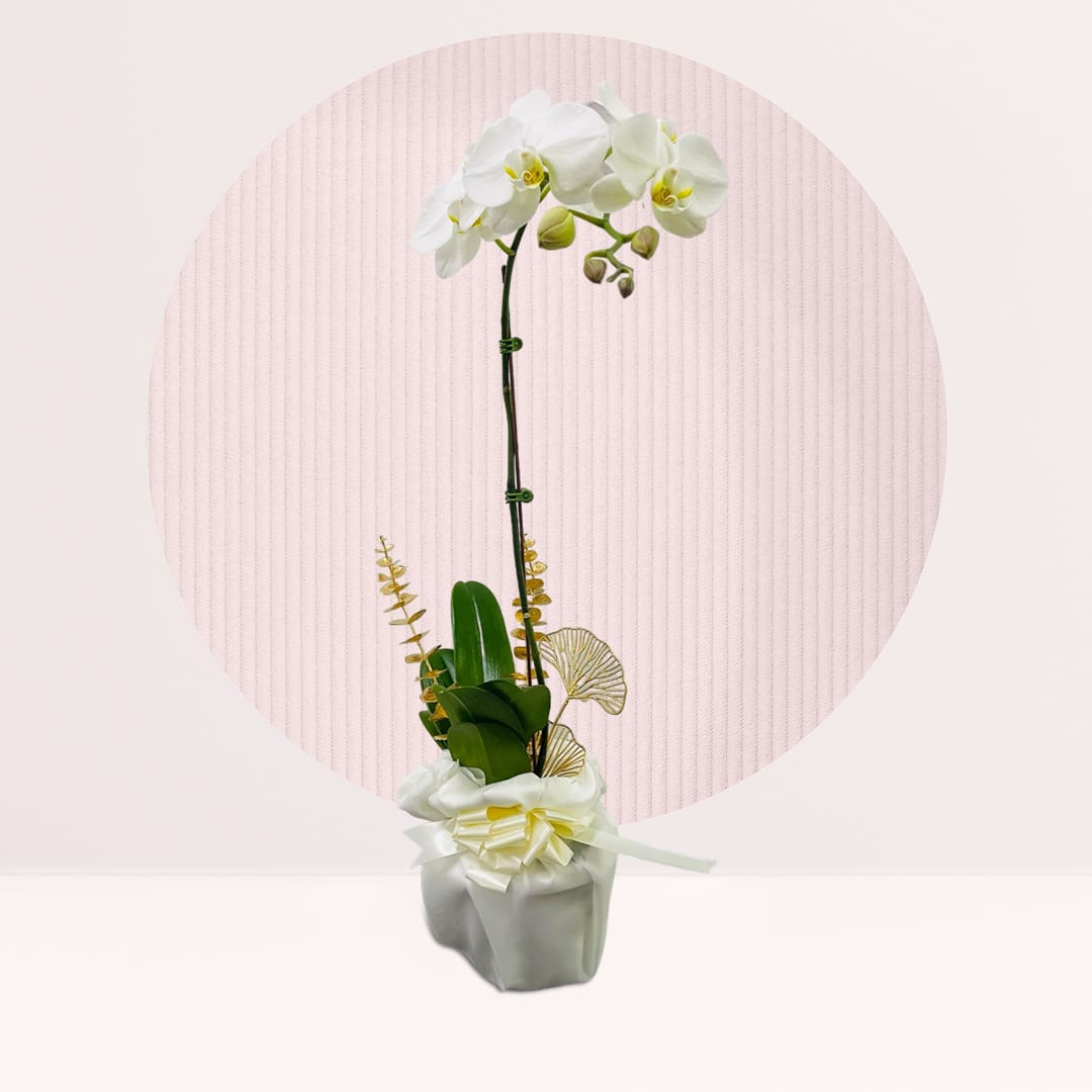 1 (64) order white orchid online