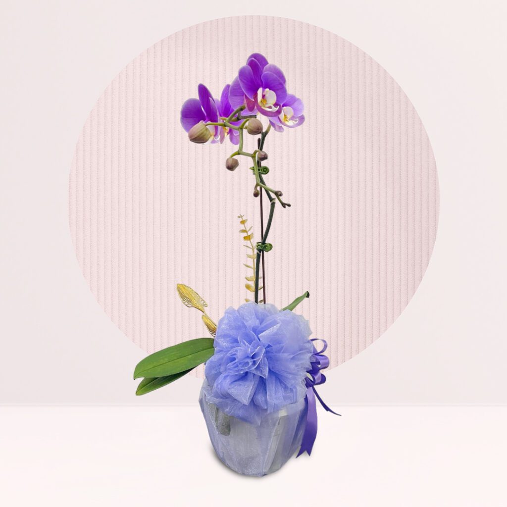 order orchid flower pots online