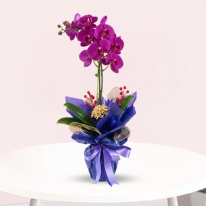 Royal Orchid Ensemble