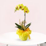 A vibrant yellow orchid plant in a clear vase, elegantly displayed on a wooden table.
