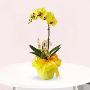 A vibrant yellow orchid plant in a clear vase, elegantly displayed on a wooden table.