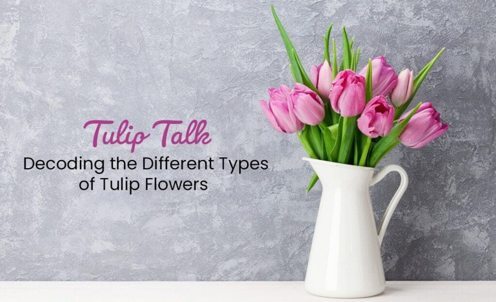 Decoding Different Types of Tulip Flowers