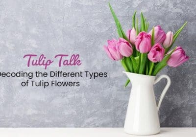 Decoding Different Types of Tulip Flowers