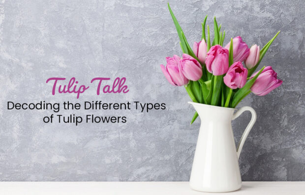 Decoding Different Types of Tulip Flowers