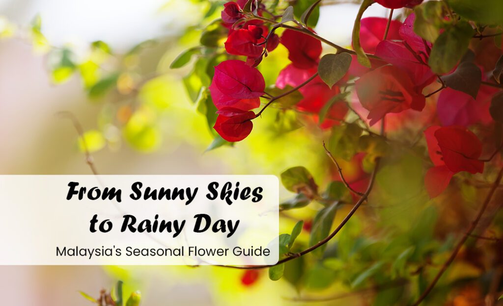 Seasonal Flower guide