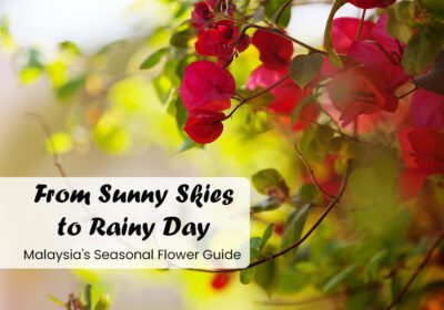 Seasonal Flower guide
