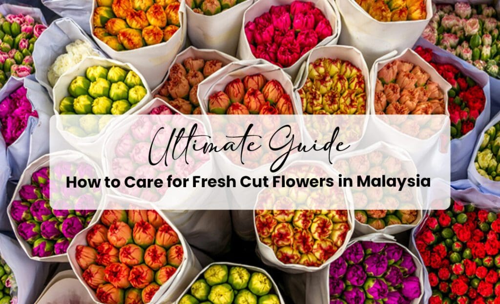 how to take care of cut flowers
