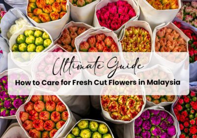 how to take care of cut flowers