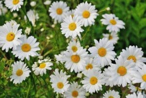 A cluster of white daisies with yellow centers, blooming in a field.