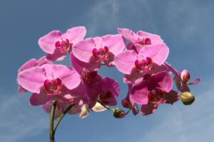 A cluster of vibrant pink orchids blooming against a blue sky.