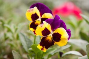 Two pansies with purple and yellow petals, blooming in a garden.