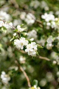 A cluster of delicate white apple blossoms on a branch, with green leaves in the background.