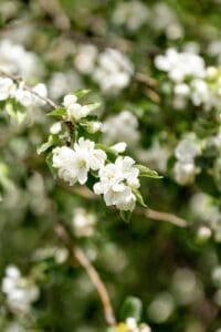 A cluster of delicate white apple blossoms on a branch, with green leaves in the background.