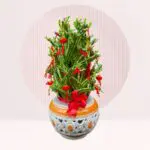 buy chinese new year bamboo plant online
