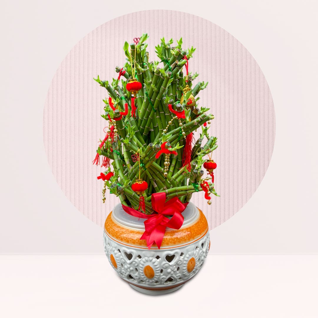 1 (360) buy chinese new year bamboo plant online