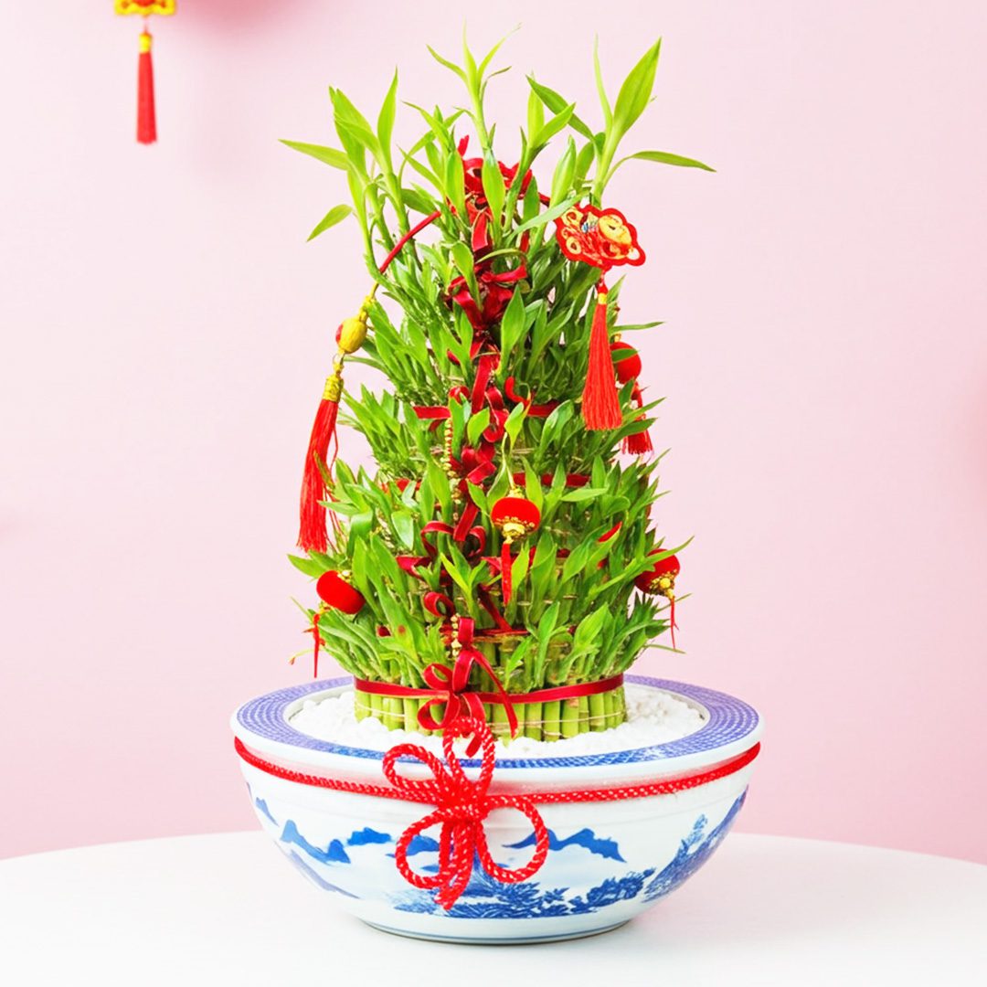 Festive Charm 8 Tier Lucky Bamboo-2801 A small plant in a decorative bowl featuring red and white embellishments.
