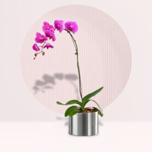 A single stem of pink orchids in a round silver pot, against a light background with a textured circle.