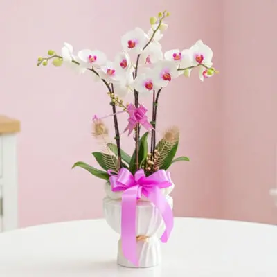 A white vase adorned with a pink ribbon, holding delicate orchids.