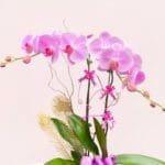 Enchanted Orchid Glow-02-08-25