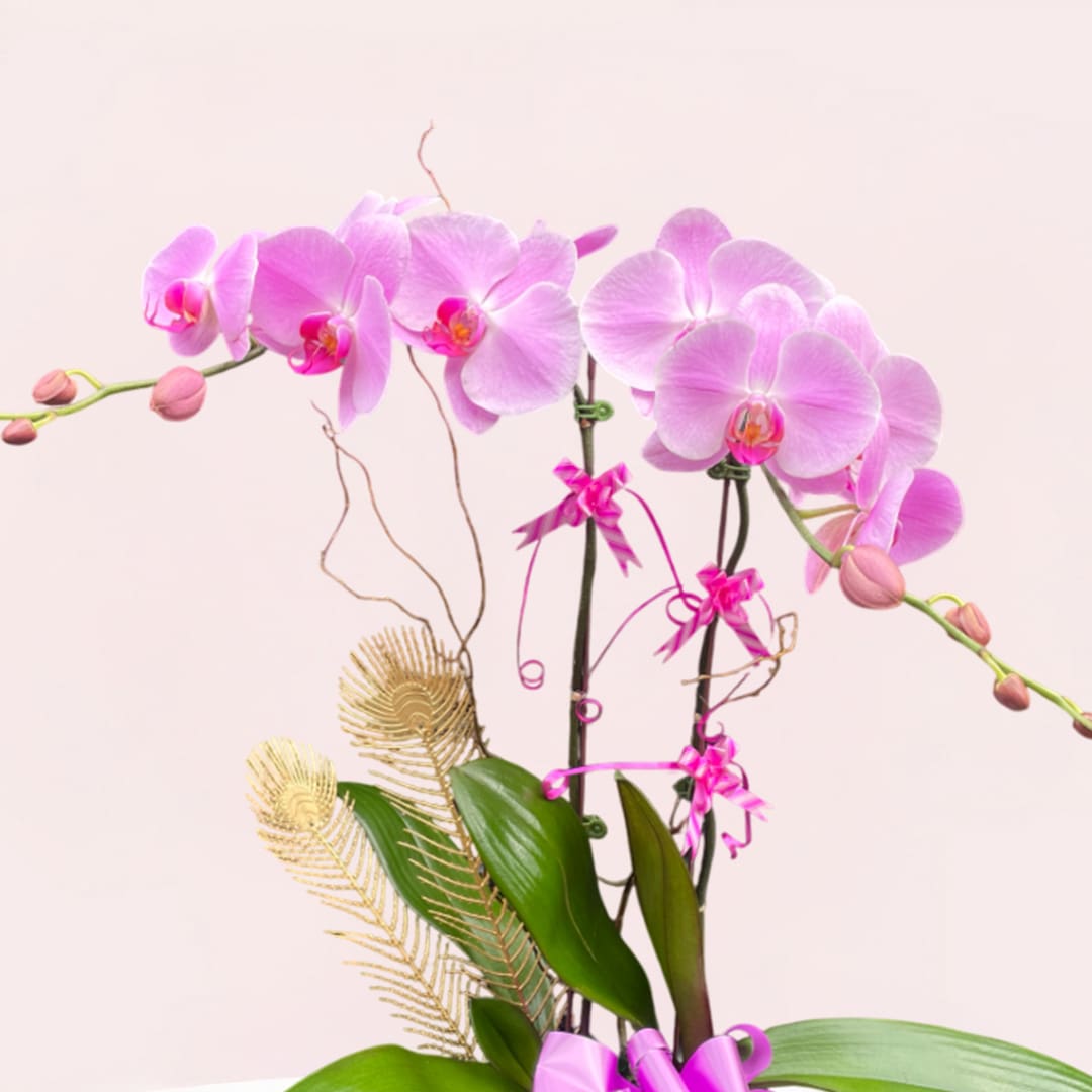 Enchanted Orchid Glow-02-08-25