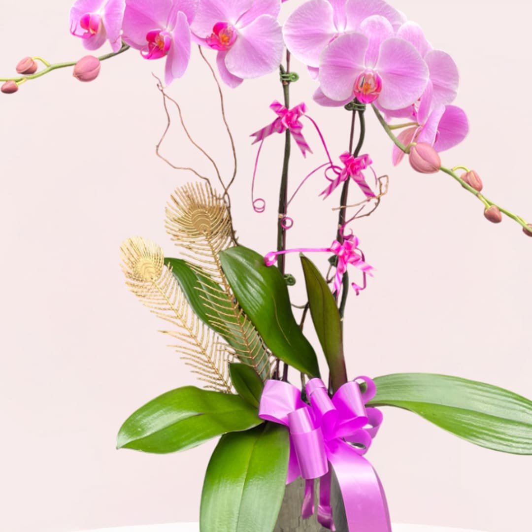 Enchanted Orchid Glow-03-08-25