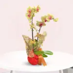 Golden Fortune Orchid-01-08-25