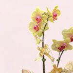 Golden Fortune Orchid-02-08-25