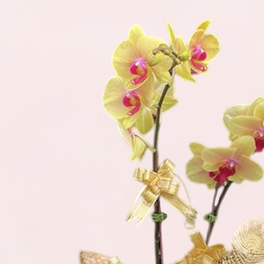 Golden Fortune Orchid-02-08-25