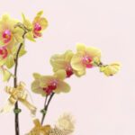 Golden Fortune Orchid-03-08-025