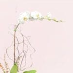 Timeless Phalaenopsis-02-08-25