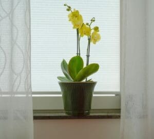 A potted yellow orchid plant sits on a windowsill in front of white window blinds. The orchid has several vibrant yellow flowers blooming on two slender stems that are supported by black stakes.