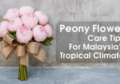 Fresh pink peony flowers blooming in a tropical garden, thriving under Malaysia’s warm and humid climate.