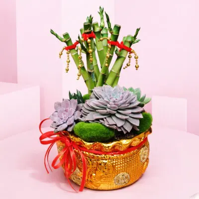 Lucky Bamboo Succulent Pot