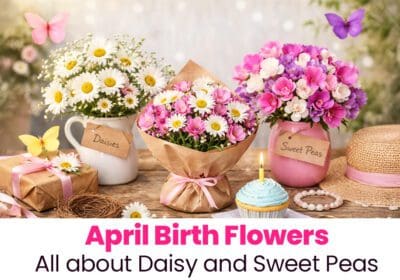White daisies and sweet pea flowers, the April birth flowers.