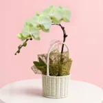 Nature Green Orchid Basket featuring a green orchid plant arranged in a natural basket for gifting and décor